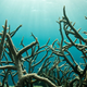 Image for article titled How Global Warming Is Dissolving Sea Life (And What We Can Do About It)